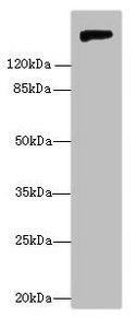 Nidogen-1 antibody