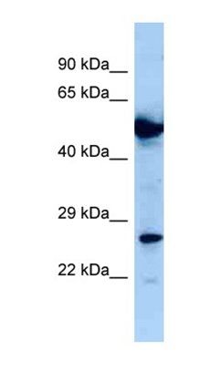 NIF3L1 antibody