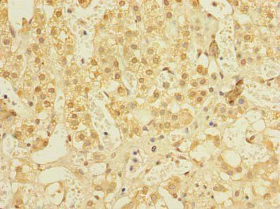 NIF3L1 Antibody