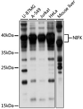 NIFK antibody