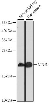 NINJ1 antibody