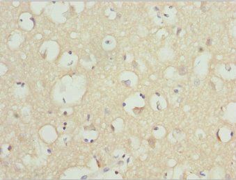 NINL Antibody