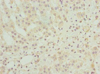 NINL Antibody