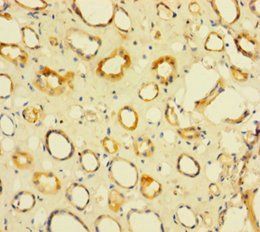 NIP7 Antibody