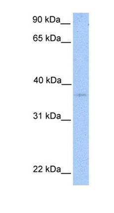 NIPAL2 antibody
