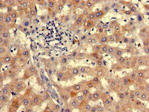 NIPBL Antibody