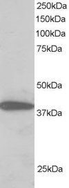 Goat anti-NIPP1 / PPP1R8 Antibody