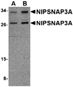 NIPSNAP3A Antibody