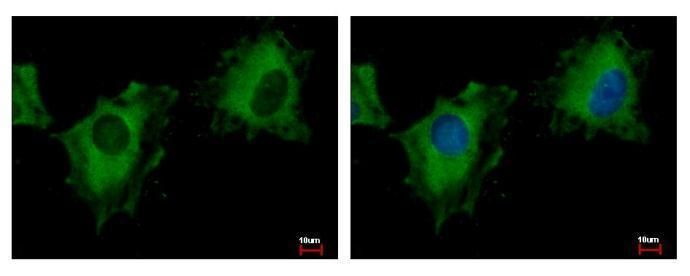 NIR1 antibody [C3], C-term