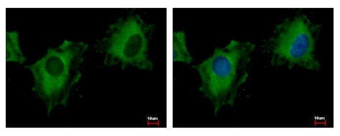 NIR1 antibody