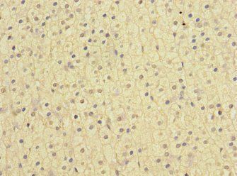 NISCH Antibody