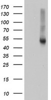 NIT2 Antibody
