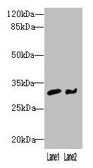 NIT2 Antibody