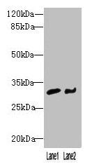 NIT2 antibody