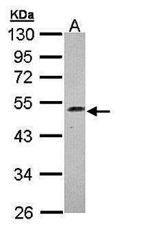Njmu-R1 antibody