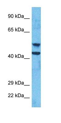 NK2R antibody