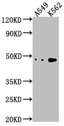NKAPL antibody