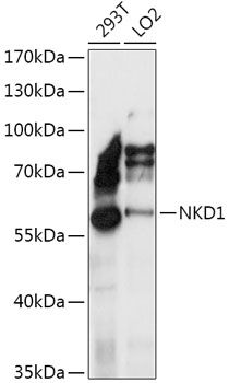 NKD1 antibody