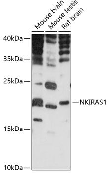 NKIRAS1 antibody