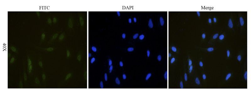 NKp46 antibody (FITC)