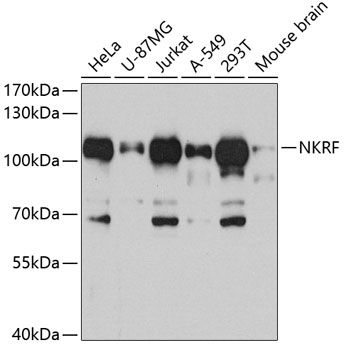 NKRF antibody