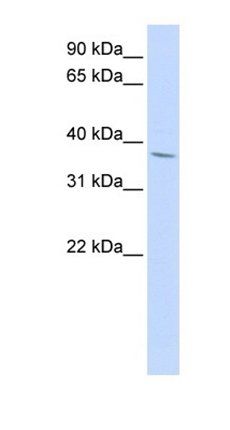 NKX2-3 antibody