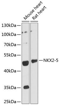 NKX2-5 antibody