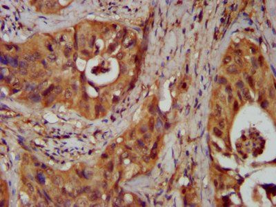 NKX2-8 Antibody