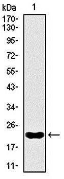 NKX2.2 Antibody