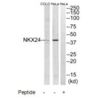 NKX2-4 antibody