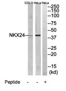NKX24 antibody