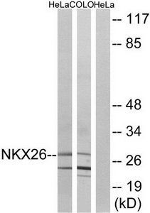 NKX26 antibody