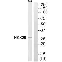 NKX28 antibody