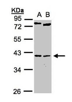 NKX2-5 antibody