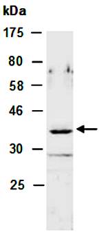 NKX2-3 (N1) Antibody, Rabbit Polyclonal