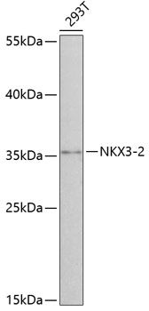 NKX3-2 antibody