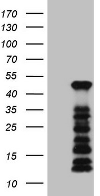 Nkx3.1 (NKX3-1) antibody