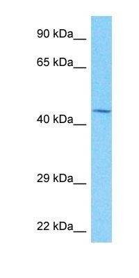 NKX31 antibody
