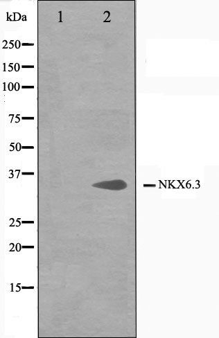 NKX6-3 antibody