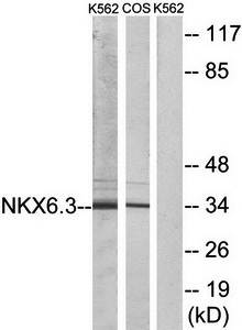 NKX6.3 antibody