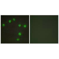 NKX6-3 Antibody