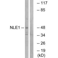 NLE1 antibody