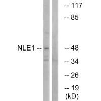 NLE1 Antibody