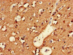 NLGN1 Antibody