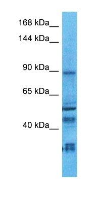 NLGN2 antibody