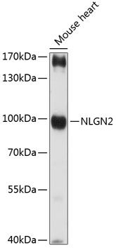 NLGN2 antibody