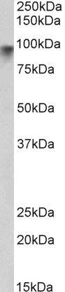 Goat anti-Neuroligin 2 Antibody