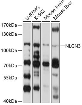 NLGN3 antibody