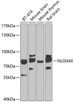 NLGN4X antibody