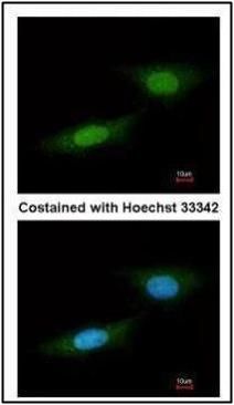 NLK antibody